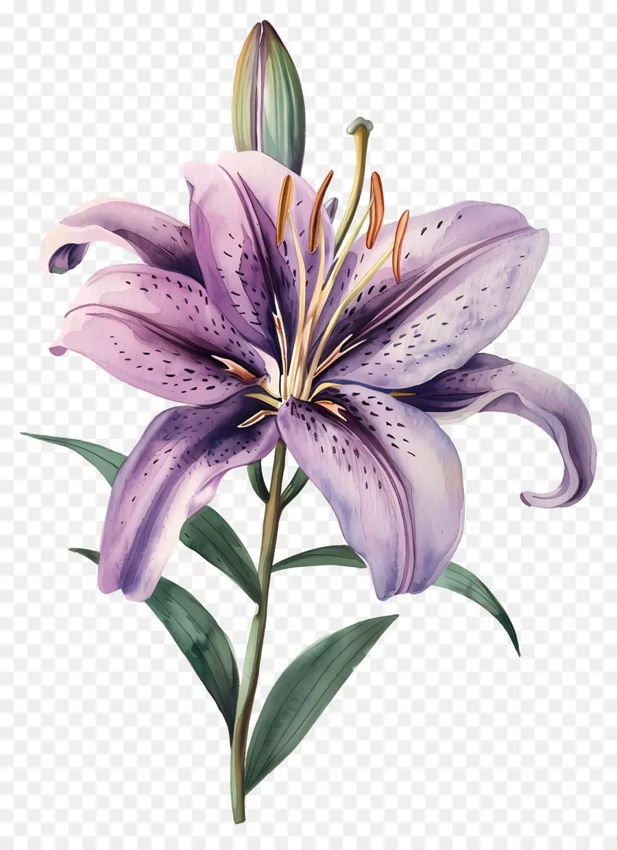 Bunga Lily，Lily Biru PNG