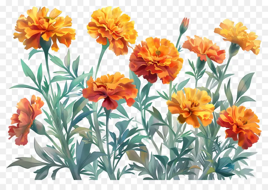 Bunga Marigold，Marigold Oranye PNG