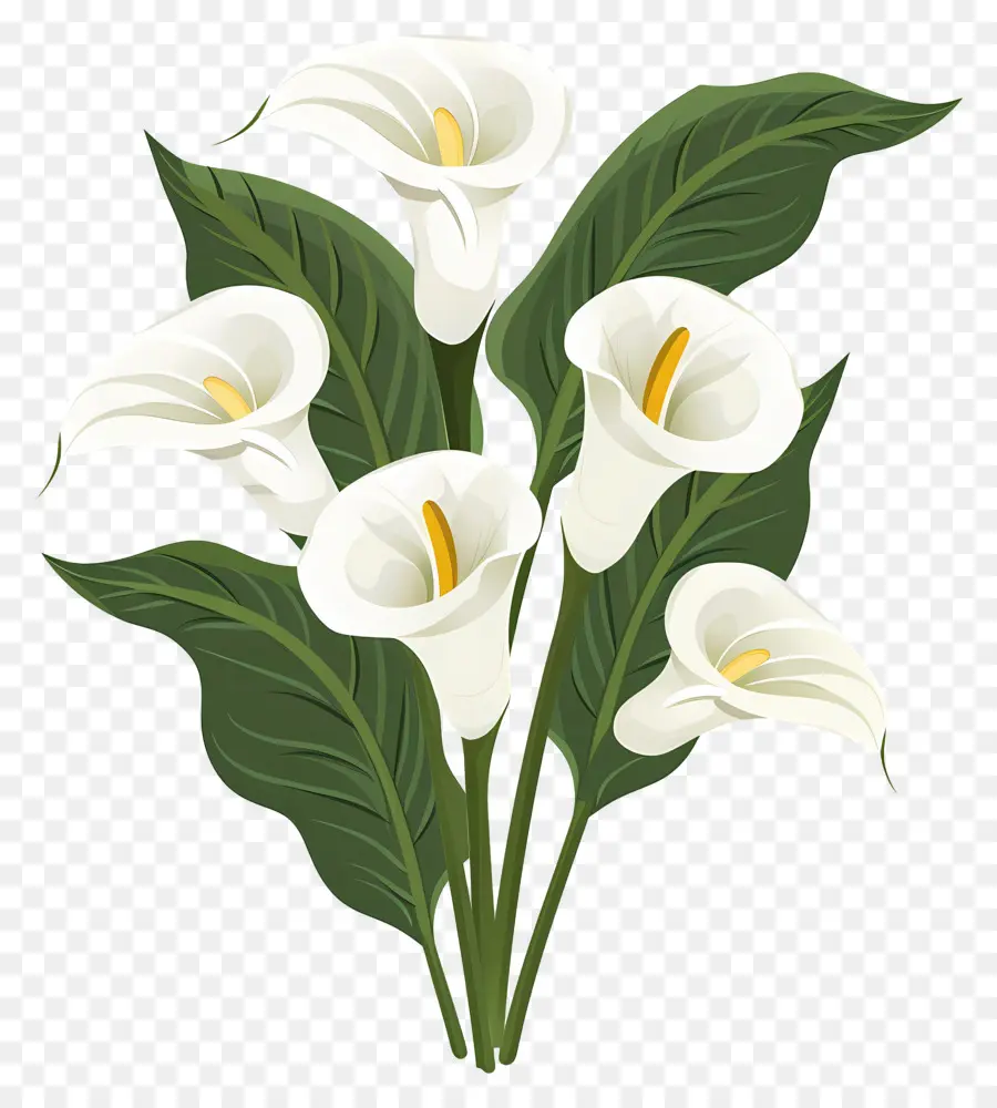 Calla Lily，Bunga Calla Lily Putih PNG