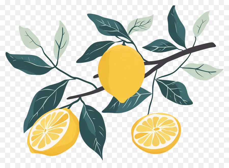 Lemon，Cabang Lemon PNG