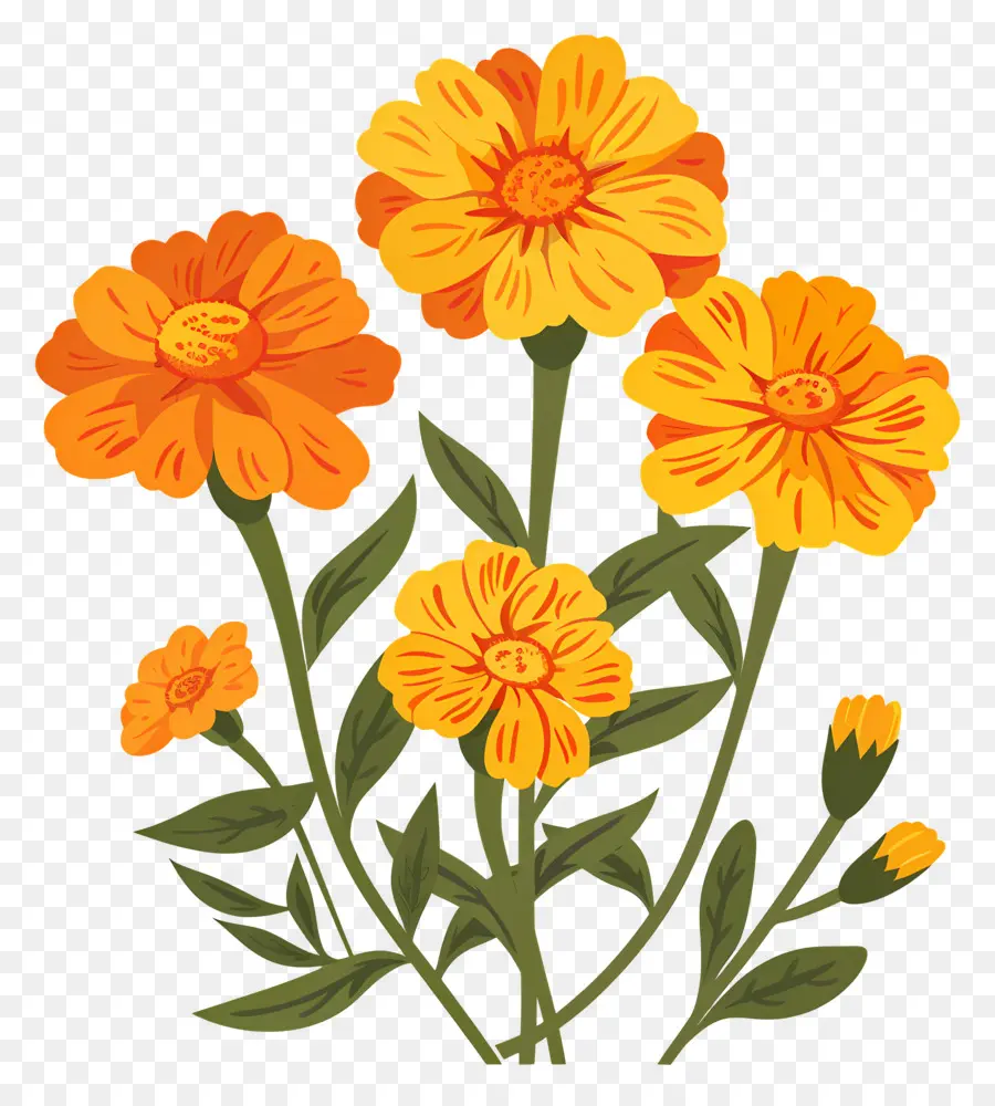 Bunga Marigold，Bunga Oranye PNG