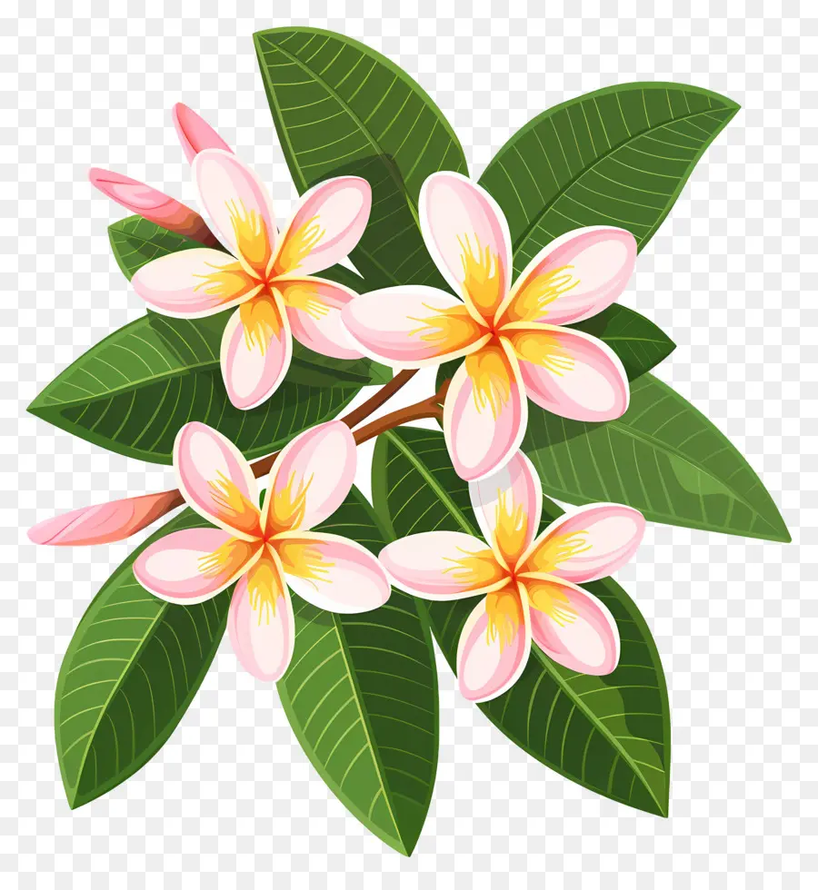 Bunga Plumeria，Bunga Kuning PNG