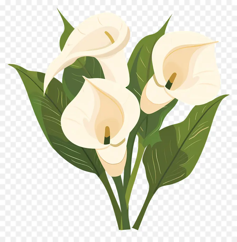 Calla Lily，Bunga Calla Lily Putih PNG