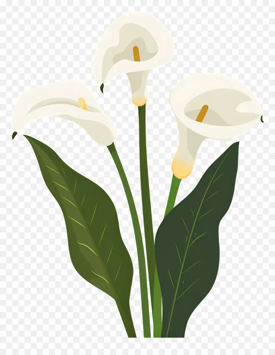 Calla Lily，Bunga Calla Lily Putih PNG