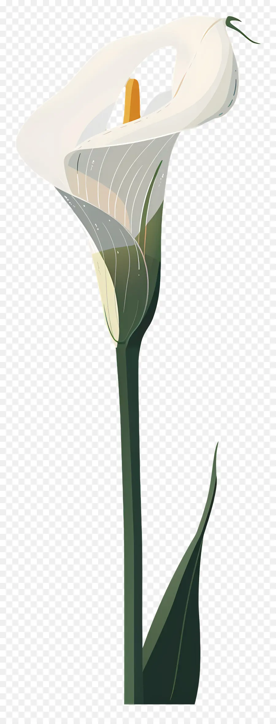 Calla Lily，Putih PNG