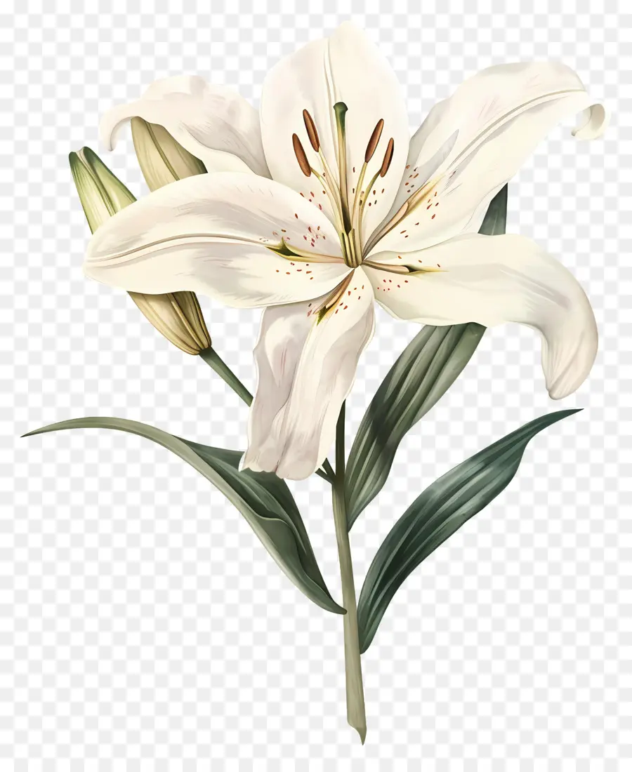 Bunga Lily，Bunga Lili Putih PNG