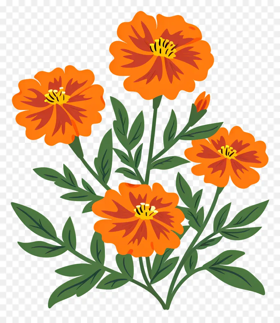 Bunga Marigold，Bunga Oranye PNG