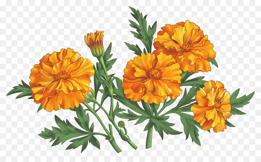 Bunga Marigold，Bunga Oranye PNG