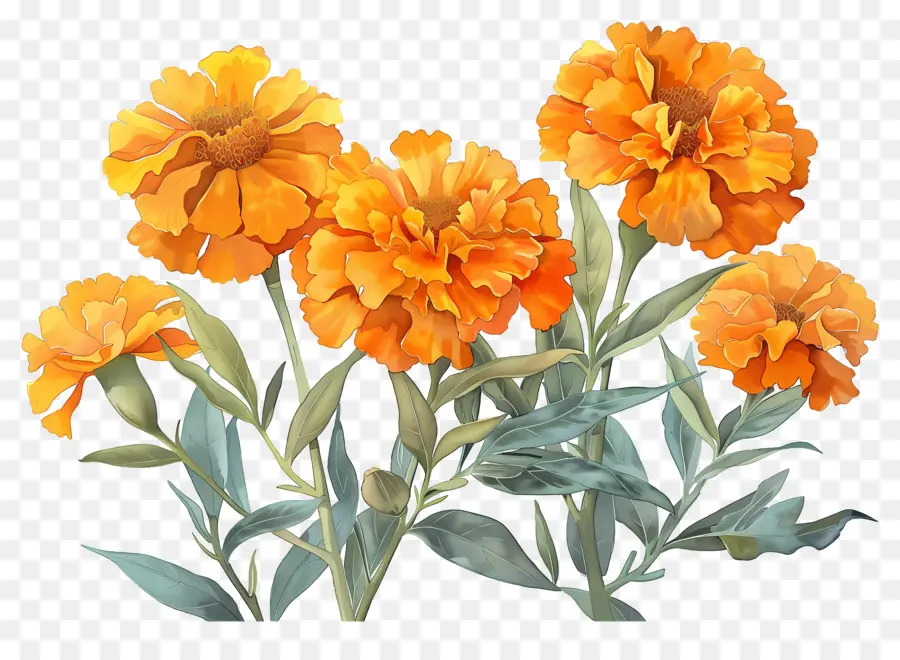 Bunga Marigold，Marigold Oranye PNG