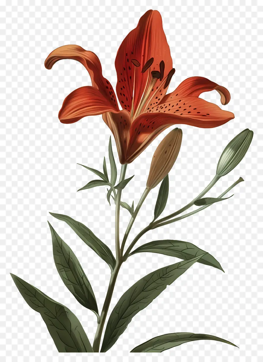 Bunga Lily，Bunga Lili Oranye PNG