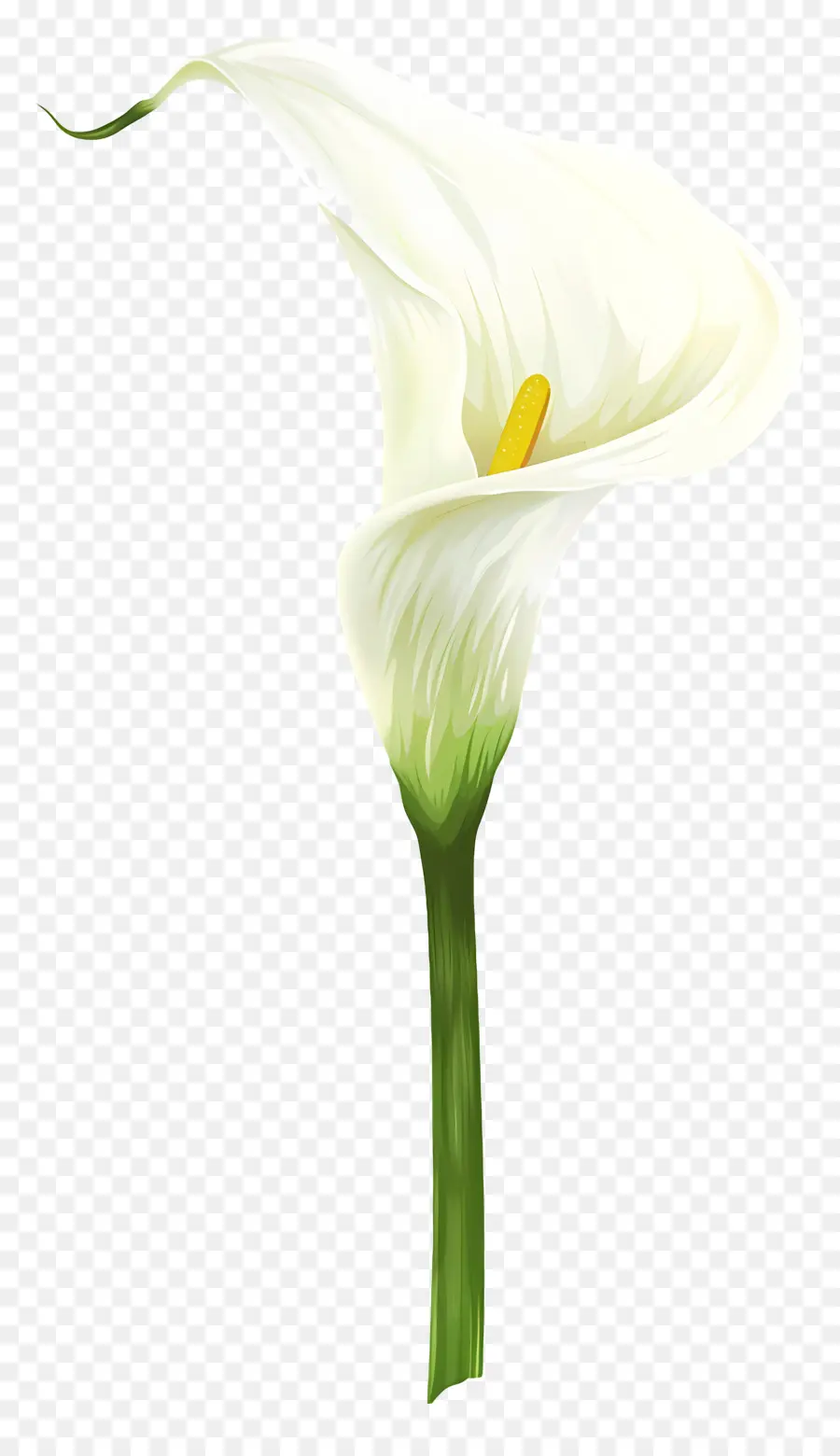 Calla Lily，Calla Lily Putih PNG