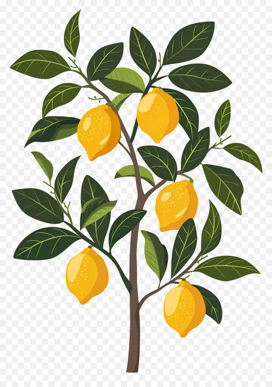 Pohon Lemon，Jeruk Nipis PNG