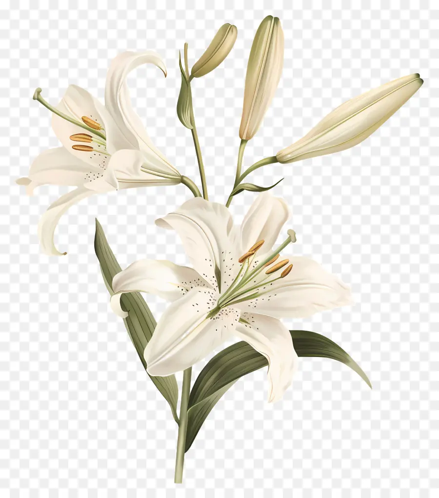 Bunga Lily，Bunga Lili Putih PNG