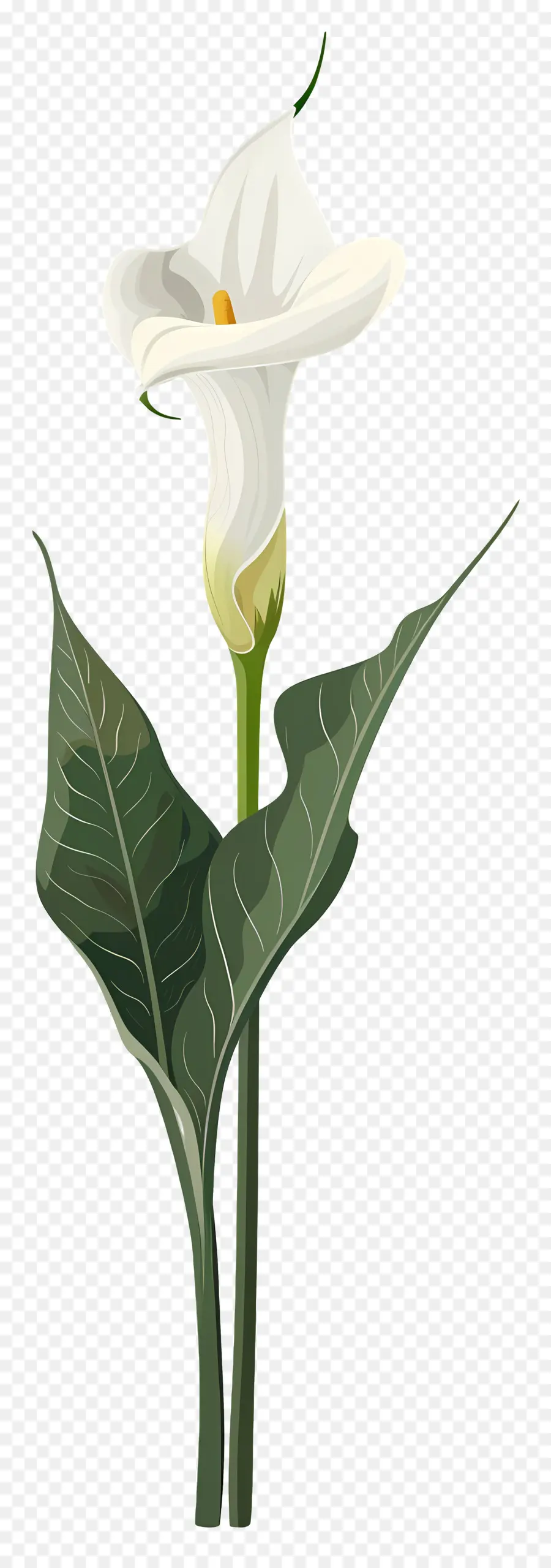 Calla Lily，Putih PNG