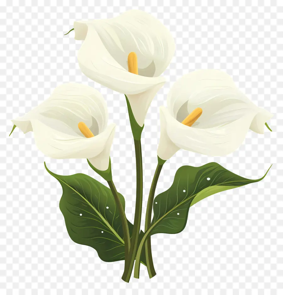 Calla Lily，Bunga Calla Lily Putih PNG