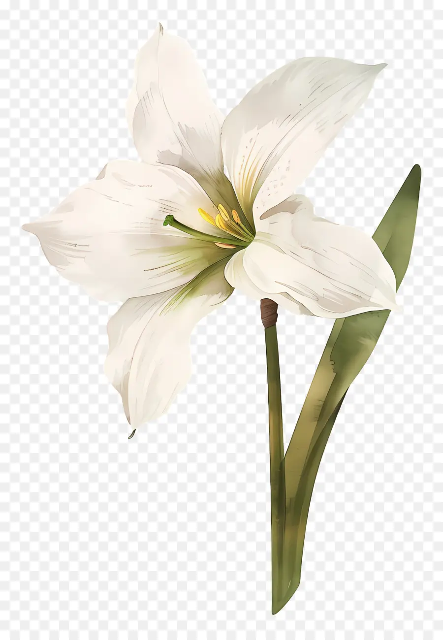 Bunga Lily，Bunga Putih PNG