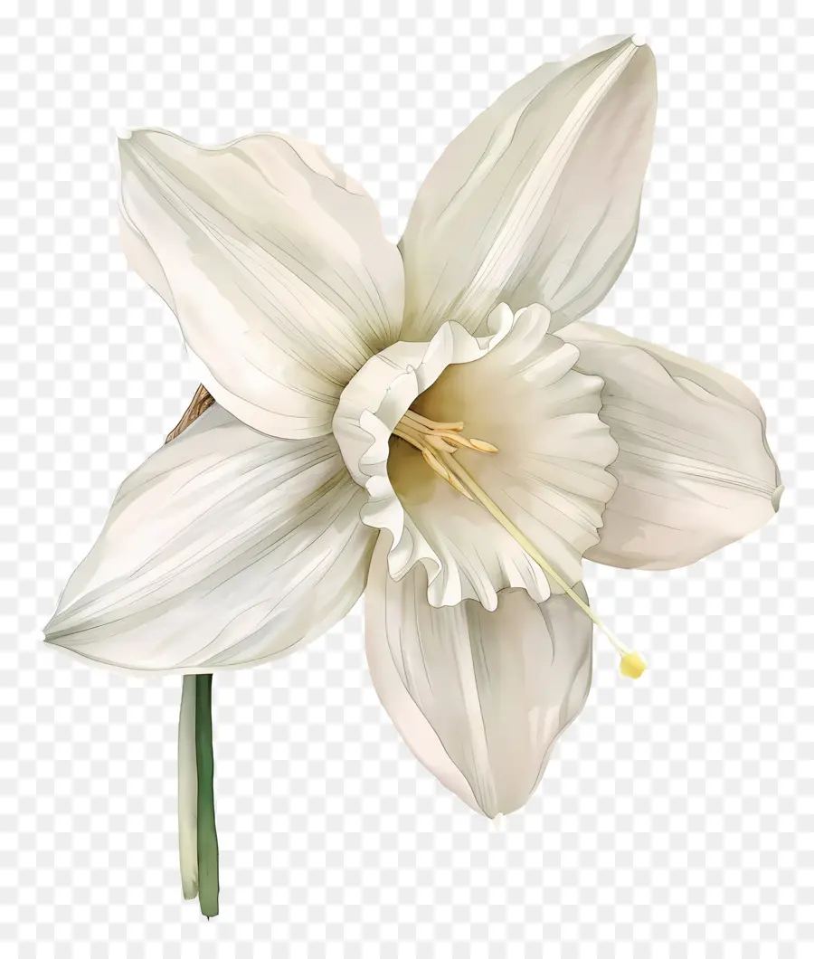 Bunga Lily，Bunga Putih PNG