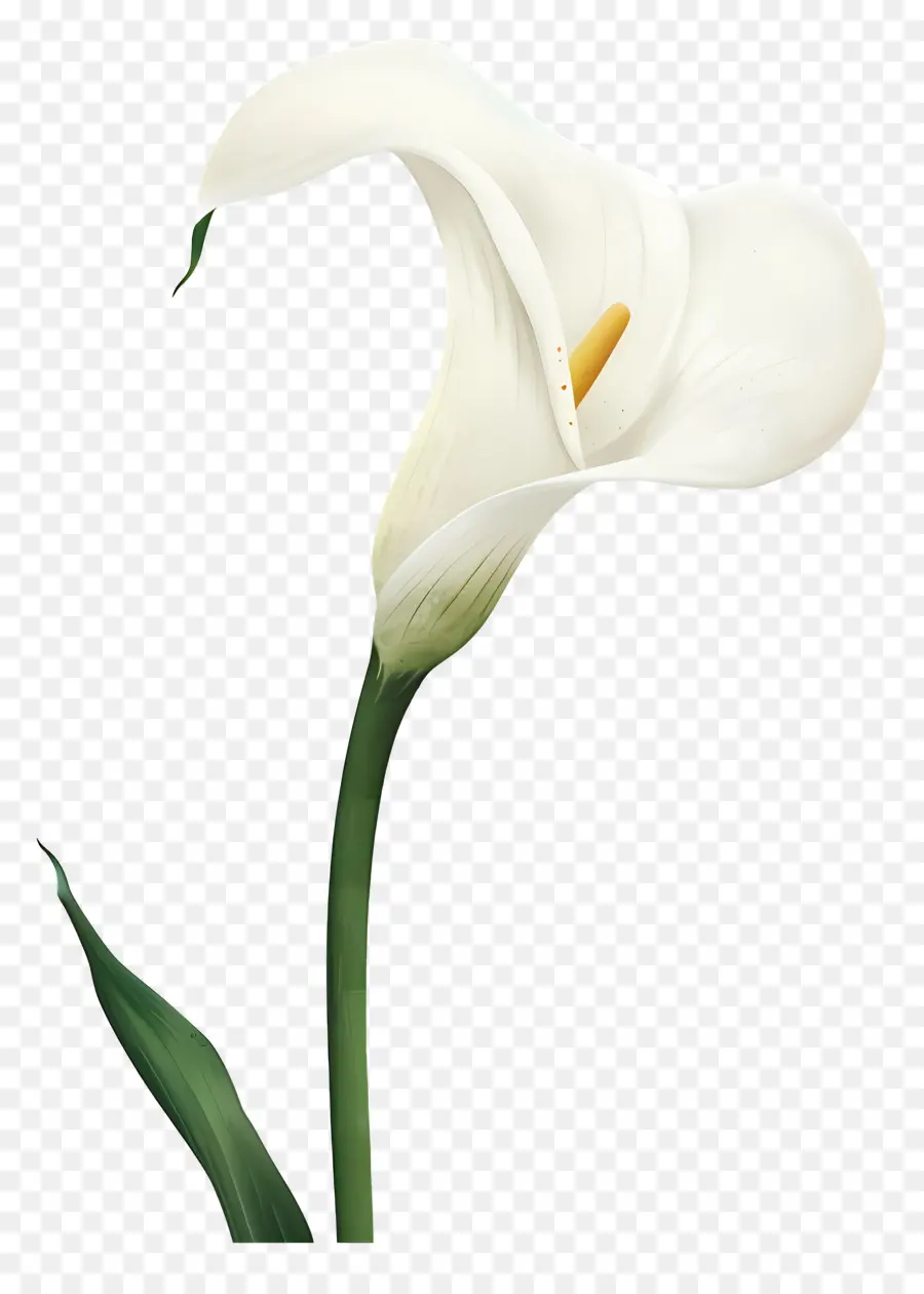 Calla Lily，Calla Lily Putih PNG