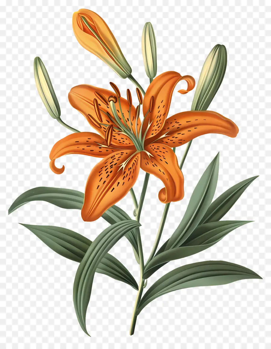 Bunga Lily，Bunga Lili Oranye PNG