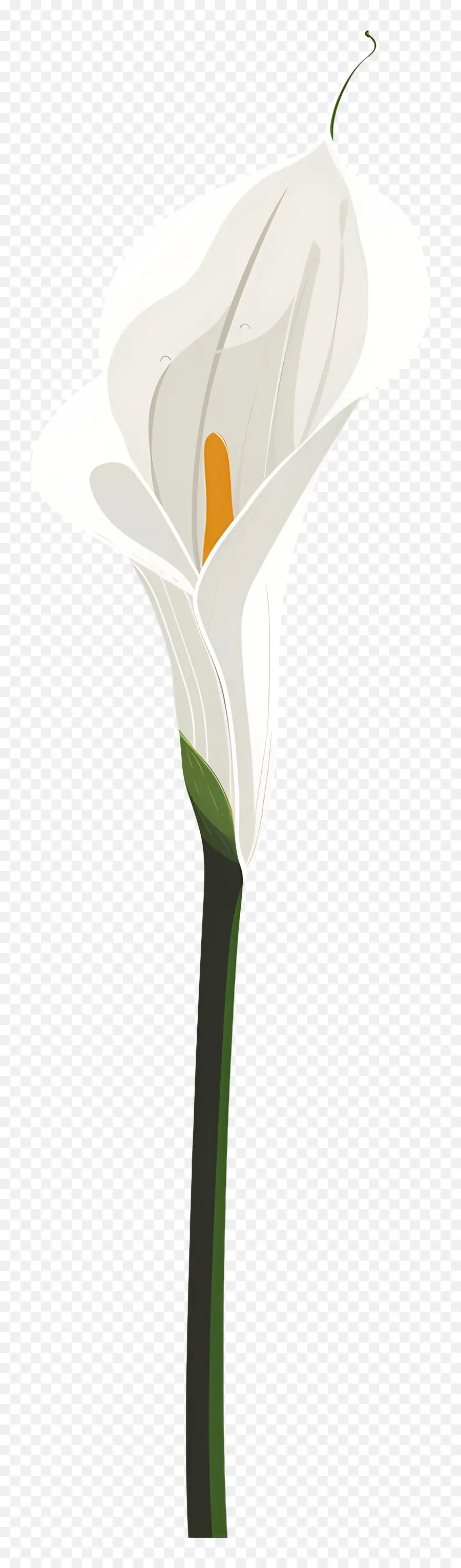 Calla Lily，Putih PNG