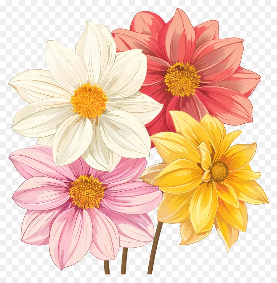 Bunga Dahlia，Bunga Berwarna Warni PNG