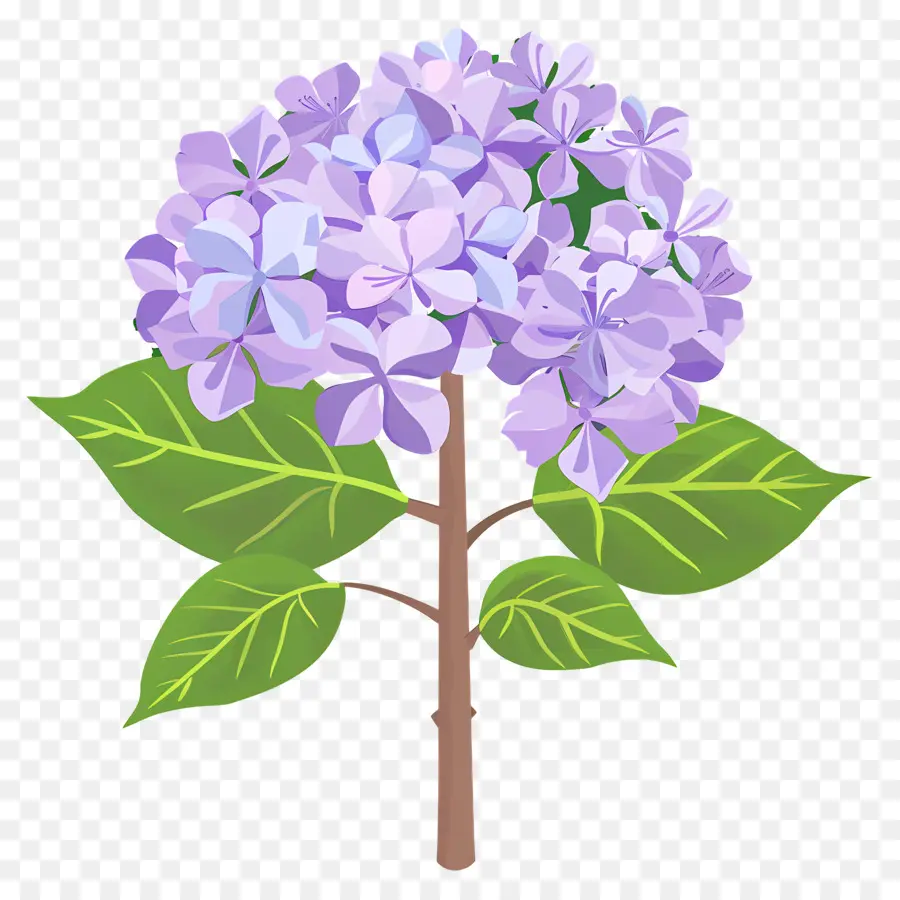 Semak Hydrangea，Bunga Ungu PNG