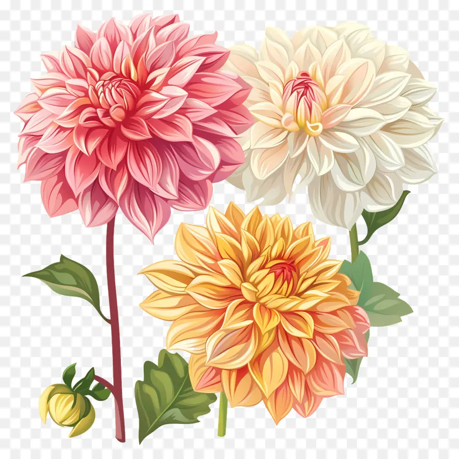 Bunga Dahlia，Kelopak PNG