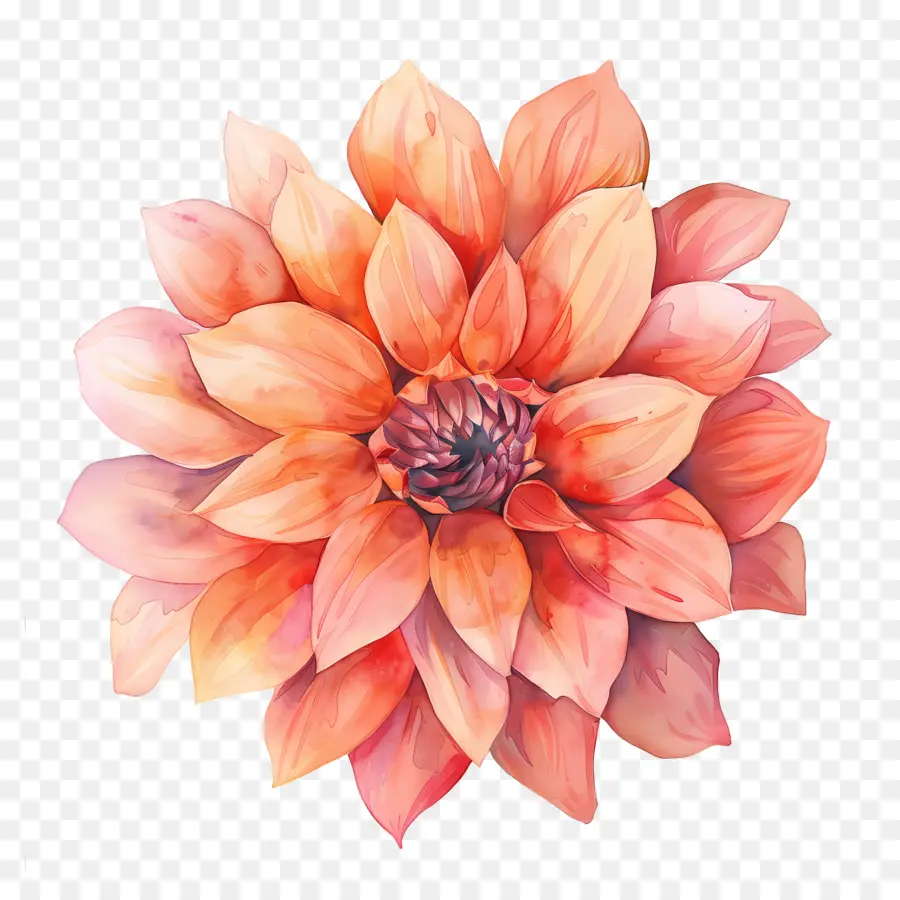 Bunga Dahlia，Bunga Jeruk PNG