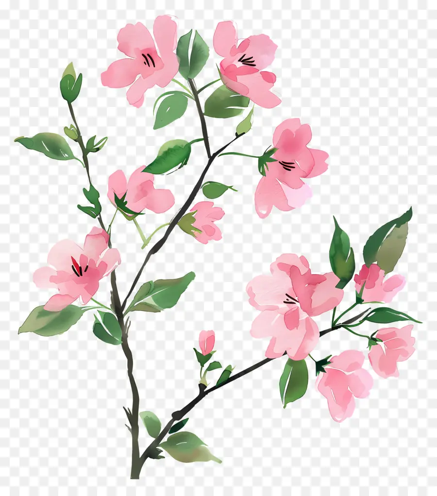 Bunga Sakura，Bunga Merah Muda PNG