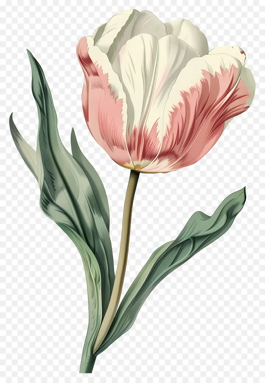 Bunga Antik，Tulip Merah PNG