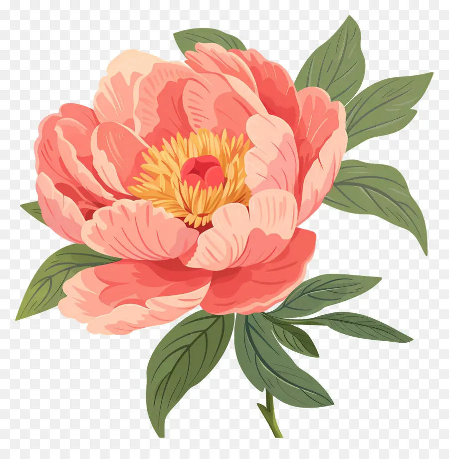 Bunga Peony，Bunga Merah Muda PNG