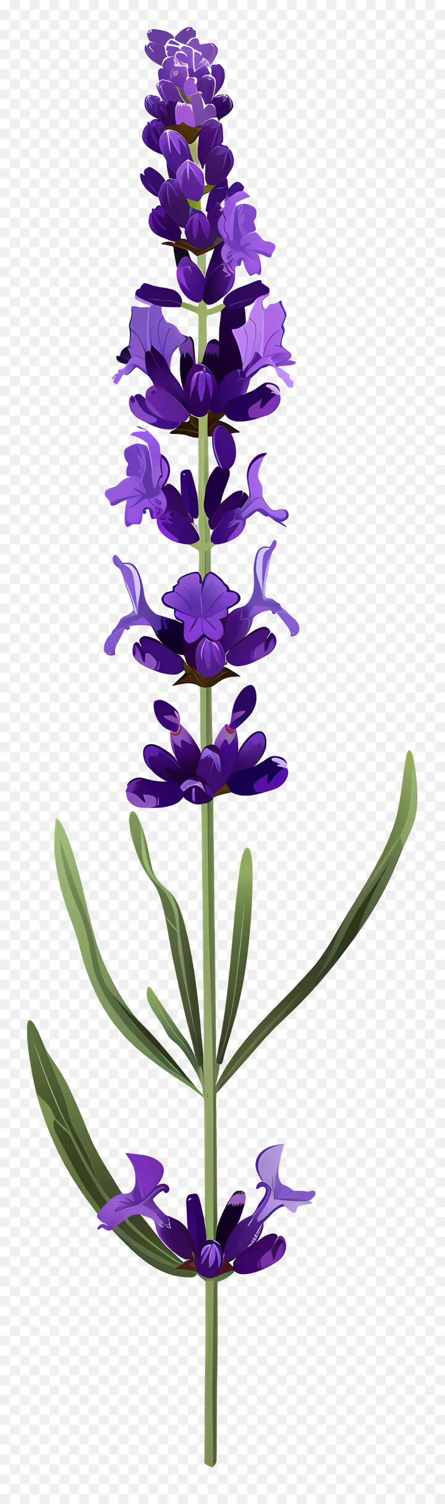 Bunga Lavender，Bunga Ungu PNG