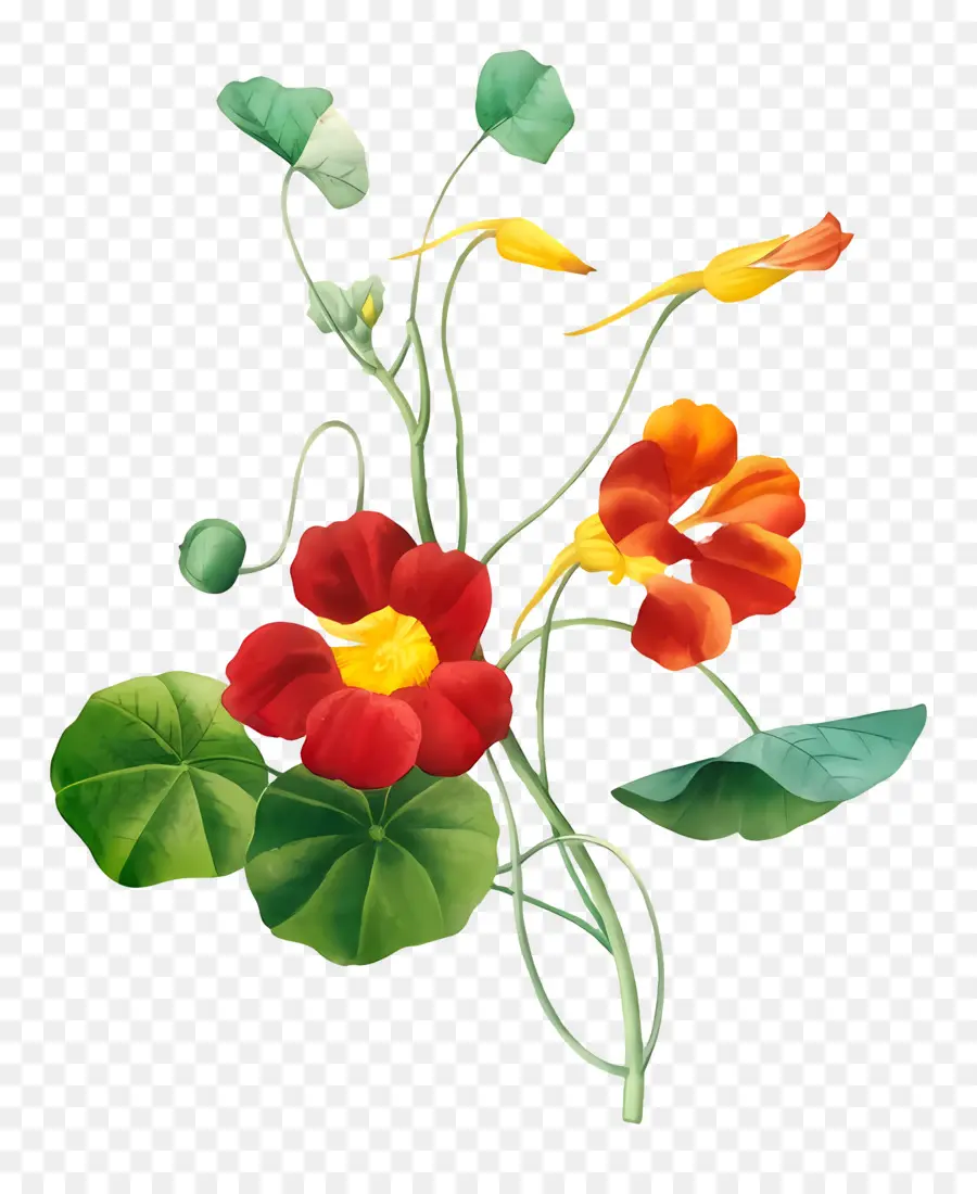 Bunga Antik，Nasturtium PNG