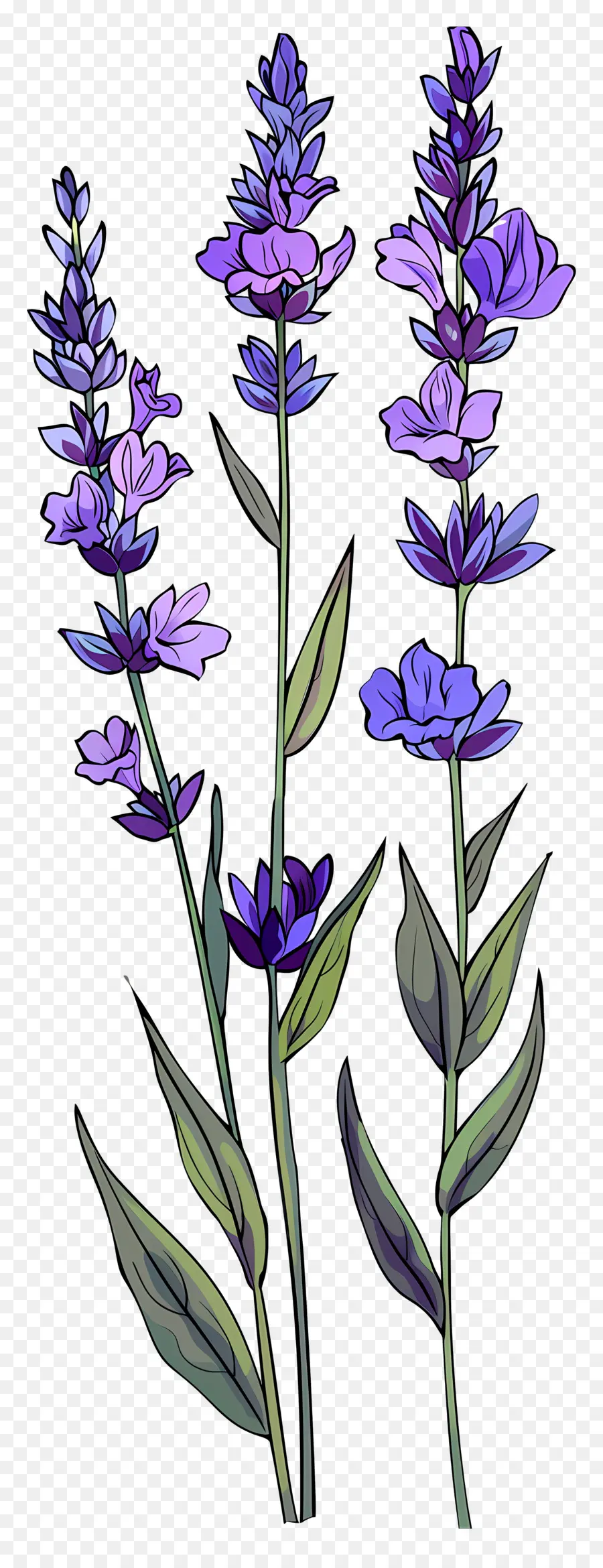 Bunga Lavender，Warna Lembayung Muda PNG