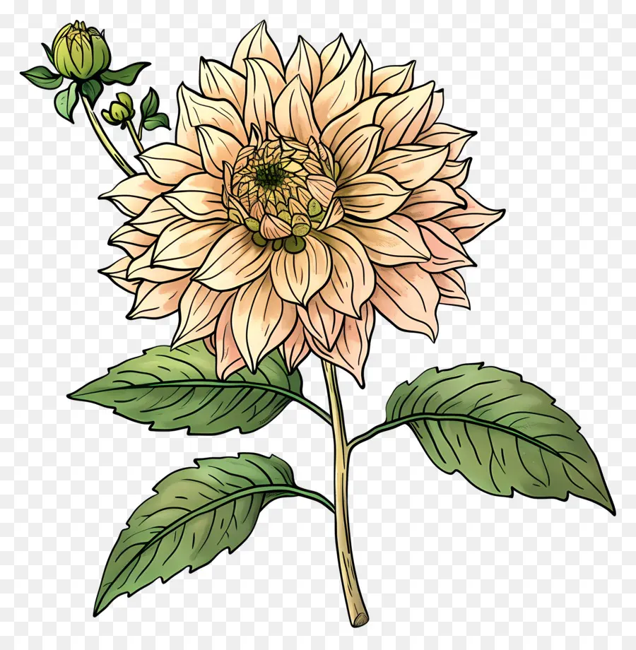 Bunga Dahlia，Bunga Tunggal PNG