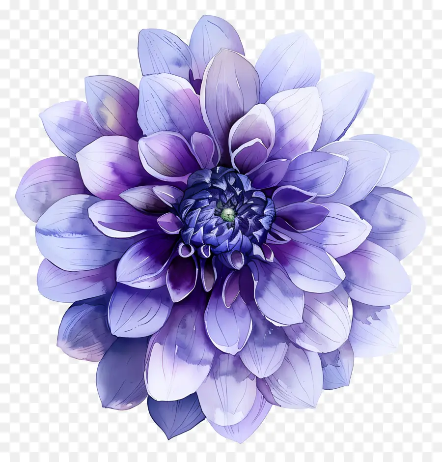 Bunga Dahlia，Bunga Ungu PNG