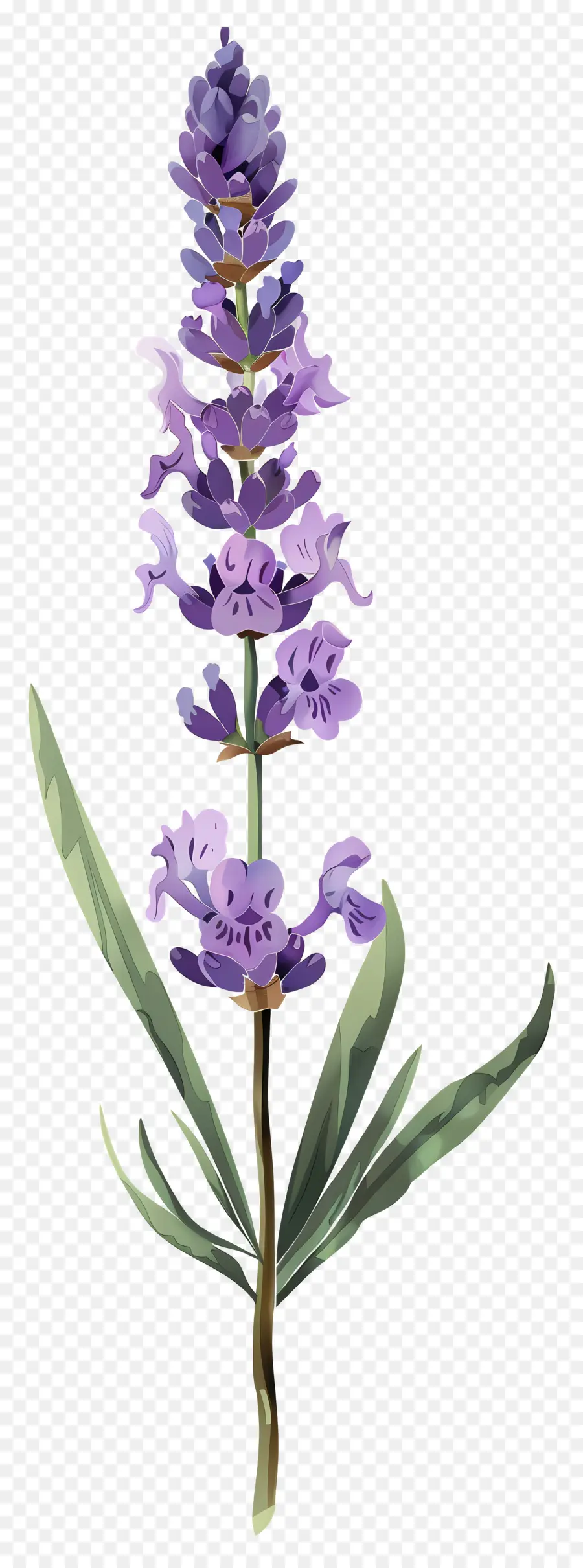 Bunga Lavender，Bunga Ungu PNG