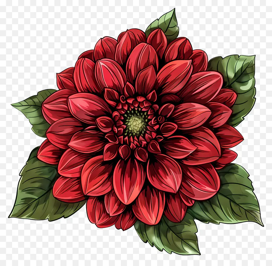 Bunga Dahlia，Bunga PNG