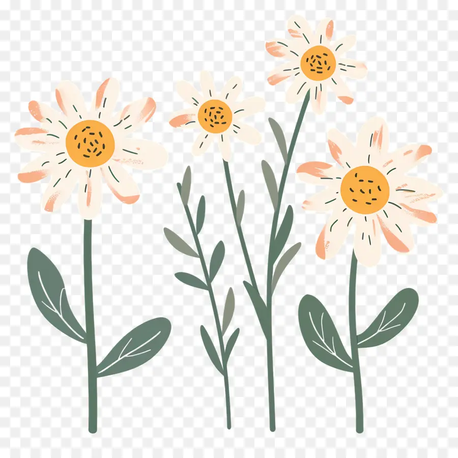 Bunga Daisy，Aster Doodle PNG