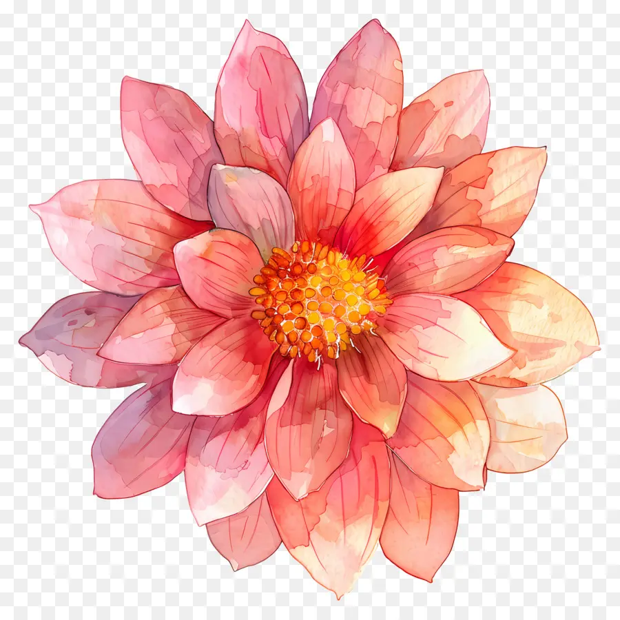 Bunga Dahlia，Bunga Berwarna Warni PNG