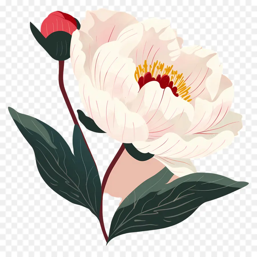 Bunga Peony，Bunga Merah Muda PNG