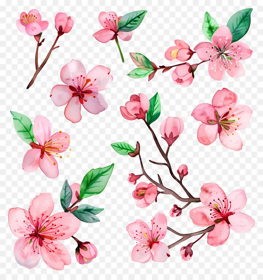 Bunga Sakura，Bunga PNG