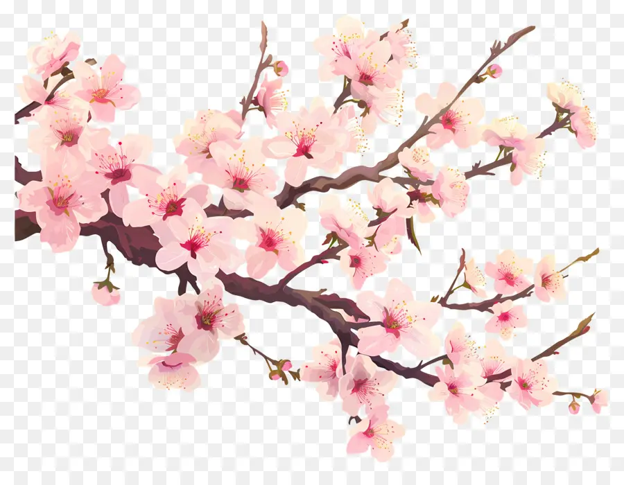 Bunga Sakura，Bunga PNG