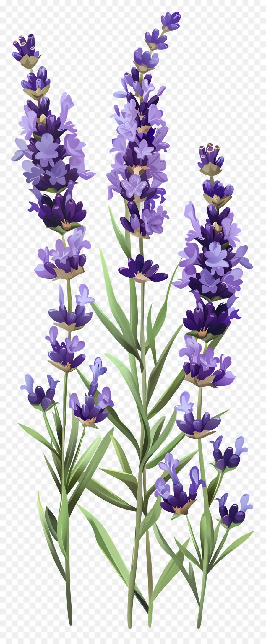 Bunga Lavender，Bunga Ungu PNG