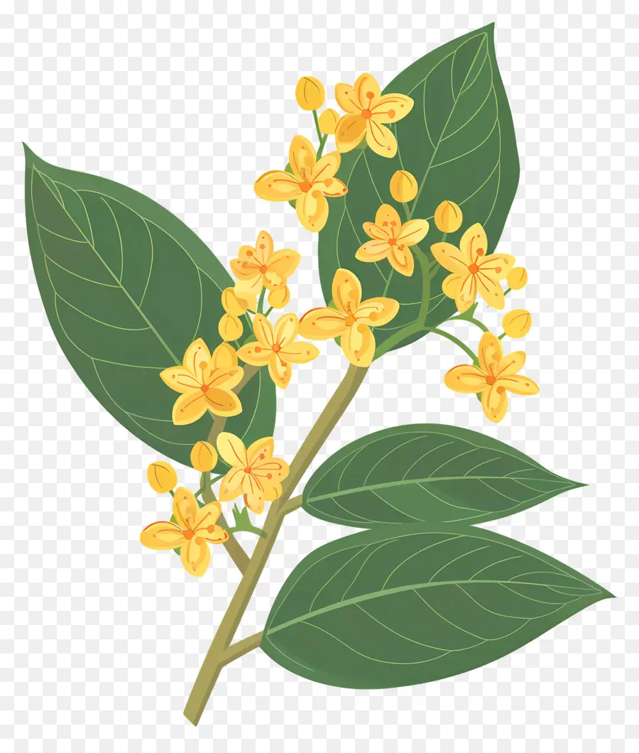 Bunga Osmanthus，Bunga Kuning PNG