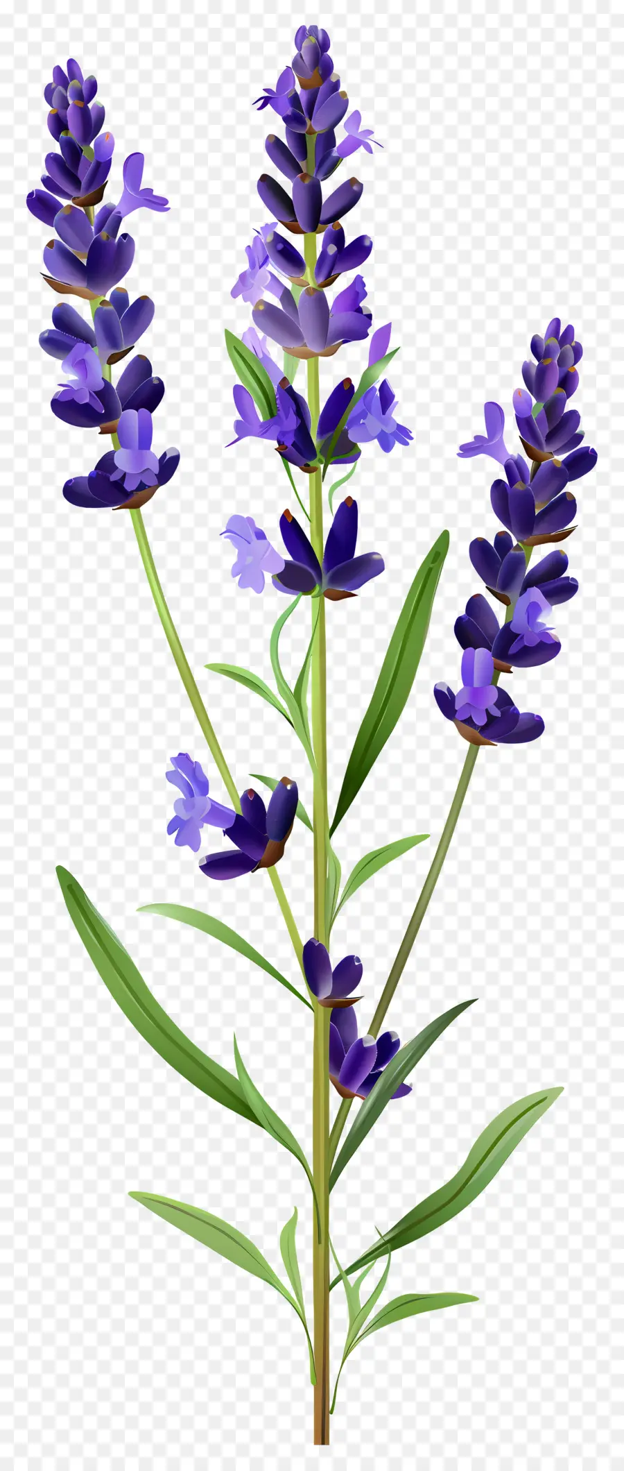 Bunga Lavender，Bunga Ungu PNG