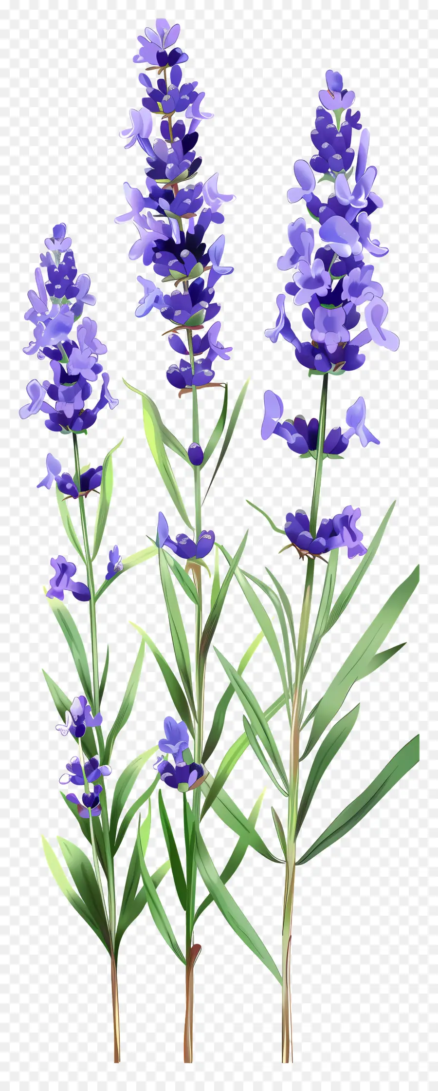 Bunga Lavender，Bunga Ungu PNG