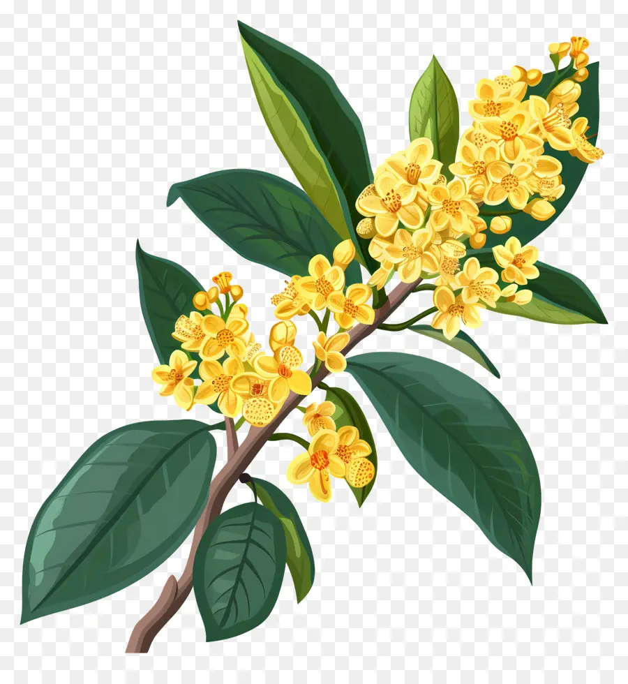 Bunga Osmanthus，Bunga Kuning PNG