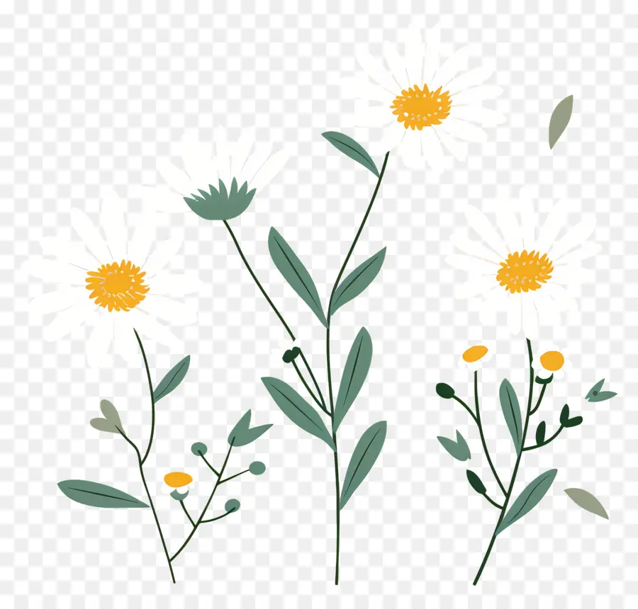 Bunga Daisy，Aster Doodle PNG