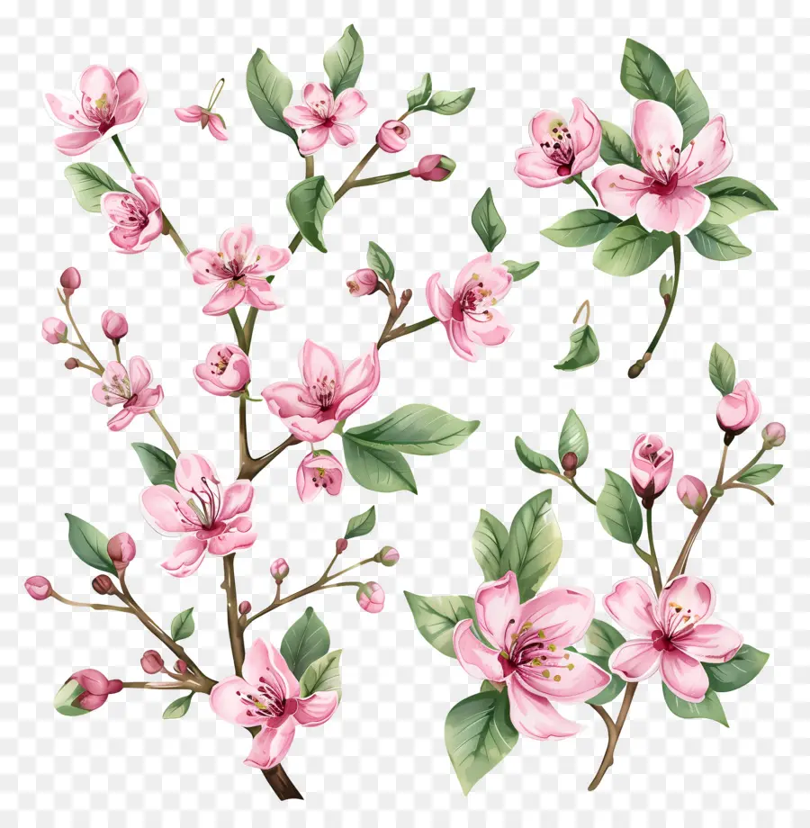 Bunga Sakura，Bunga PNG